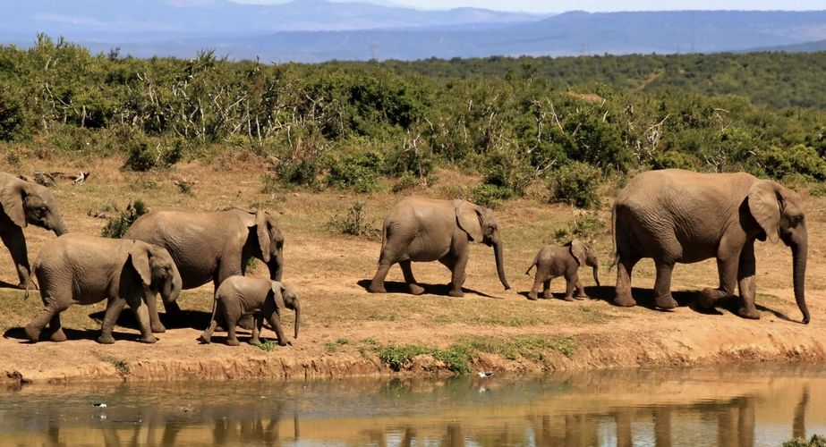 Kruger NP olifanten Zuid Afrika groepsrondreis 4